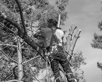Tree-care-service-Contractor