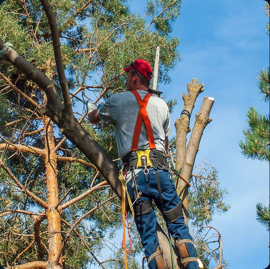 Tree Care